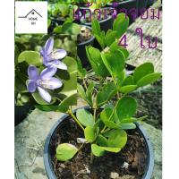 ราคา ต้นแก้วจ้าวจอม 6 ใบ แก้วเจ้าจอม กระถาง 6 นิ้ว ต้นแข็งแรง (21711042338)