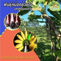 ราคา พันธุ์หน่อกล้วยไข่ภาคใต้นครศรีธรรมราช..ลูกเล็กรสชาดหวานนุ่ม(หน่อขนาดเล็กหน่อละ) (16624607745)
