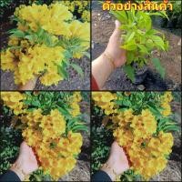 ราคา (2ต้น)(vาย ต้นพันธุ์) ดอก ต้น ต้นทองอุไร ทองอุไร สี เหลือง happy (14050783969)