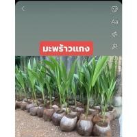 ราคา ต้นพันธุ์มะพร้าวแกงเตี้ย (8248080017)