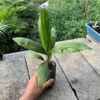 ราคา ปาล์มจีบยาว 20-25 ซม.ใบสวยย ไม้ประดับ ต้นปาล์ม (5463745927)
