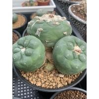 ราคา โลโฟลูกผสม ไม่แน่ใจสายพันธุ์ Lophophora (3049128618)