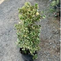 ราคา ต้นสาริกาเรียกทรัพย์ ต้นหัวใจเศรษฐี สาริกาลิ้นเงิน ไทรใบด่าง ไม้มงคล (40-60 cm ถุงเพาะ 8“) (46804079587)