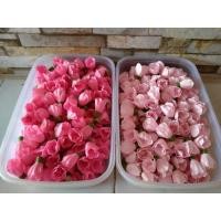 ราคา ดอกข่ากระดิ่งล่ะ4บ.แพคล่ะ20ดอก50ดอก100ดอก ดอกข่าบาน (24163561250)