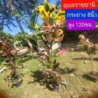 ราคา โกสน อุบลราชธานี สูง 120 ซม. กระถาง 8 นิ้ว ต้นโกสน (10177518707)