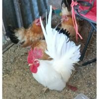 ราคา ไข่เชื้อไก่แจ้พ่อสีขาวแม่สีทองชุด2ใบแถม1 (27583019628)