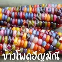 ราคา เมล็ดพันธุ์ ข้าวโพดพลอย ข้าวโพดอัญมณี GlassGem CornSeed เมล็ดพันธุ์แท้100% ปลูกผักสวนครัว (21741913070)
