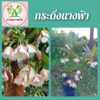 ราคา กระดิ่งนางฟ้าดอกสีขาวอมชมพู (16364682325)