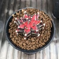 ราคา Gymnocalycium variegata ยิมโนด่าง โคลนญี่ปุ่น ขนาด 3 cm. กระบองเพชร แคคตัส (1861450521)