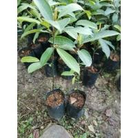 ราคา ต้นจำปาดะไร้เมล็ดเสียบยอด ต้นสูง40-60cm.(1ต้น) ยอดพันธุ์แท้ของดีสะบ้าย้อย (3539100673)