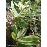 ราคา คล้าสาคูด่าง ด่างกระถาง 4 นิ้ว สูงประมาณ 25 ถึง 30 cm (17139492937)