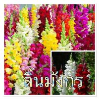 ราคา เมล็ดพันธุ์ดอกลิ้นมังกร ความงอก 95% ดอกบานทนมาก บรรจุ 100 เมล็ด (13170518200)