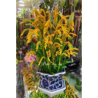 ราคา ต้นรวงข้าวดินไทยปั้นประดิษฐ์ ความสูง17นิ้ว ราคากระภางละ 2,490฿ (22736339291)