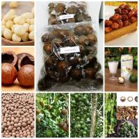 ราคา ขายถูก 100 เมล็ด เมล็ดพันธุ์แมคาเดเมีย macadamia ราชาแห่งถั่ว ถั่วเปลือกแข็ง โครงการหลวง ไม้ผลต่างประเทศ ธัญพืช (2682157623)