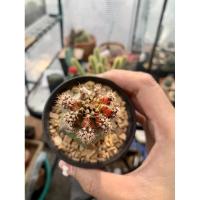 ราคา Sale!! กระบองเพชร แคคตัส: กราฟตอบลู ยิมโนหัวสี มัลติคัลเลอร์ (6577164633)