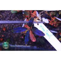 ราคา Bucephalandra King Devil Emerge (ใบบก) (24872530255)