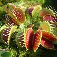 ราคา ุดที่ประเทศไทย ​ปลูกได้ทั่วไทย 30เมล็ด Venus Flytrap เมล็ดพันธุ์ กาบหอยแครง พืช​กิน​แมลง ​ กับดักงับแมลง ต้นไม้กินแมลง (12040936466)
