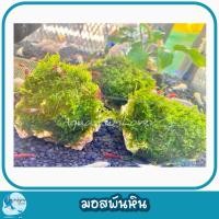 ราคา มอสมัดขอนไม้/มัดหิน พืชน้ำสำหรับเลี้ยงกุ้ง/ปลาก้นตู้ สวยทน (40051123929)