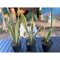 ราคา ต้นลิ้นมังกร 1 ต้น พร้อมกระถาง ต้นไม้ฟอกอากาศ ปลูกในห้องนอน ปลูกในบ้านได้ (41426701594)