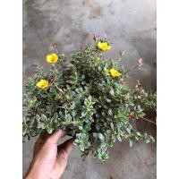 ราคา คุณนายตื่นสายไฮโซใบด่างดอกเหลือง (45107335101)