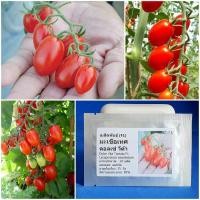 ราคา เมล็ดพันธุ์ มะเขือเทศ ดอลเซ่วีต้า (Dolce Vita Tomato F1 Seed) บรรจุ 10 เมล็ด คุณภาพดี ของแท้ 100% (3749682117)
