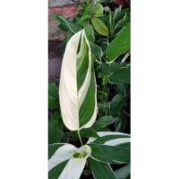 ราคา สาคูด่างหัวรับประทานได้ (13346045528)