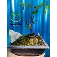 ราคา บอนไซ มะขามจิ๋ว พร้อมกระถาง (8576786067)