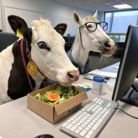 ราคา หน้ากาก หน้ากากประสิทธิภาพ Niu Ma Headgear Nap Break สัตว์ตลกหัวปลาหน้ากากสุนัขเดี่ยวประติมากรรมทรายขายร้อนประสิทธิภาพ Props ชุดตลก (46254804135)