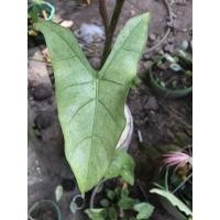 ราคา พญาจงอางลายด่าง พญาจงอางใบขาว (13628246816)