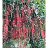 ราคา ต้นจิก จิกน้ำ จิกนา กระโดนน้ำ เพาะเมล็ด ไม้โบราณ หายาก (19193113605)