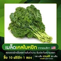 ราคา เมล็ดเคลใบหยิก 100 เมล็ด รับประกันคุณภาพ (7029517235)