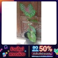 ราคา ต้นบอนสีนกกระทา ชมพู (12704564692)