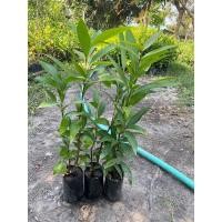 ราคา ต้นชมพู่น้ำดอกไม้ ราคาถูก(ชุด3ต้น) (26879174613)