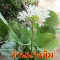 ราคา 5 หัว ว่านนางคุ้ม ว่านผู้เฒ่าเฝ้าบ้าน ว่านนกคุ้ม Proiphys amboinensis (9521661472)