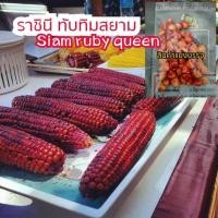ราคา เมล็ดพันธุ์ข้าวโพดหวานทานดิบ.ราชินีทับทิมสยาม(siam ruby queen)ชุดละ 50 เมล็ด (15093436859)