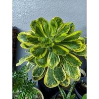 ราคา นาคราชทองอำพันด่างเหลือง (12752448961)