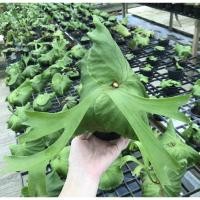 ราคา เฟิร์น คิชฌกูฏ(เขากวางตั้งxชายผ้าสีดา) (7578716240)