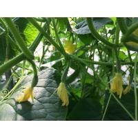 ราคา ต้นพันธุ์ แตงกวา ถุงดำ 29 บาท พร้อมปลูก แตงกวา Cucumber มีรสชาติหวานน้อย (28183375682)