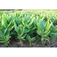 ราคา ต้นพันธฺกระชายเหลือง หรือกระชายขาว ในถุงดำพร้อมปลูก 29 บาท (10704124528)