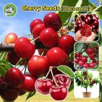 ราคา เชอร์รี่ เมล็ดพันธุ์ ต้นผลไม้ เมล็ดบอนสี Sweet Cherry Seeds Cherry Fruit Cherry Tree Seeds เมล็ดพันธุ์ผลไม้ พันธุ์ผลไม้ (29731413380)