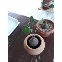 ราคา ว่านบัวบก ต้นบัวบก ไม้โขด (6483694045)