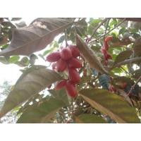 ราคา ต้นพันธุ์ มะหลอด ถุงดำพร้อมปลูก 29 บาท มะหลอด (40671004161)