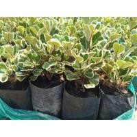 ราคา ต้นสาริกาลิ้นทองด่าง สาริกาด่าง หัวใจเศรษฐี ไม้ประดับ ไม้มงคลใบด่าง (14951270235)