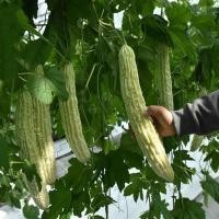 ราคา เมล็ดมะระขาว เมล็ดพันธุ์มะระจีนขาว White Bitter Gourd Seeds 10เมล็ด/แพ็ค ของแท้ 100% ปลูกง่าย อัตรางอกสูง ผลผลิตสูง (40426370851)