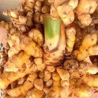 ราคา ว่านเอ็นเหลือง ว่านสมุนไพร ใช้ปลูกได้ 1000 กรัม (5465079759)