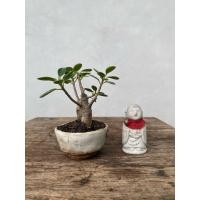 ราคา บอนไซต้นช้อนเงินช้อนทอง น้องน่ารักมาก #ตกแต่งโต็ะทำงาน #ห้องนั่งเล่น (43153457994)