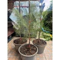 ราคา สนเกลวิลเลีย แดงเม่น ขาวแคระ พร้อมส่ง (42826407859)