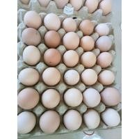 ราคา ไข่เชื้อไก่ไข่โร๊ดไอแลนด์ (25110647291)