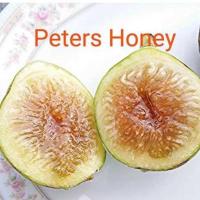 ราคา Figs ต้นมะเดื่อฝรั่ง พันธุ์ Peters Honey fig กระถาง 10 นิ้ว ลำต้นสูง 70-80 ซม (4069003523)