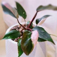 ราคา [มีถาดรองน้ำในตัว]พิ๊งปริ๊นเซส Pink princess Philodendron เจ้าหญิงสีชมพู เลี้ยงง่าย ฟอกอากาศ ลดpm2.5 โต๊ะทำงาน valentine (22737012595)
